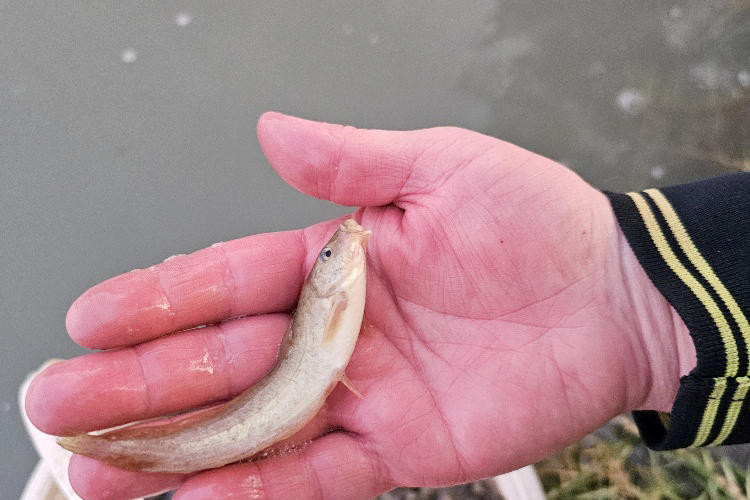 Catfish salvaged from Hopetoun on March 27 were taken to the Arcadia hatchery the following day.