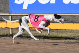 Pagoda Growler Winning for Michael Callanan Horsham 20th May 2025