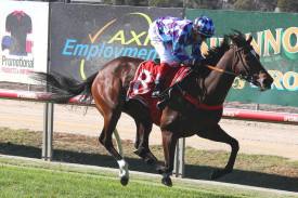 In Race 3, Champagne Jenni, ridden by Dean Yendall, gave the jockey his second win for the day. Photo: MATTHEW RIGBY