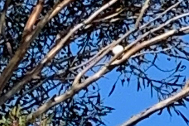 Jake Smith managed to land his second shot in a tree over the weekend.