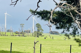 Wind turbines and solar panels are now part of livestock food safety checks. One year on, producers are weighing the impact of LPA changes on farms – and their future.