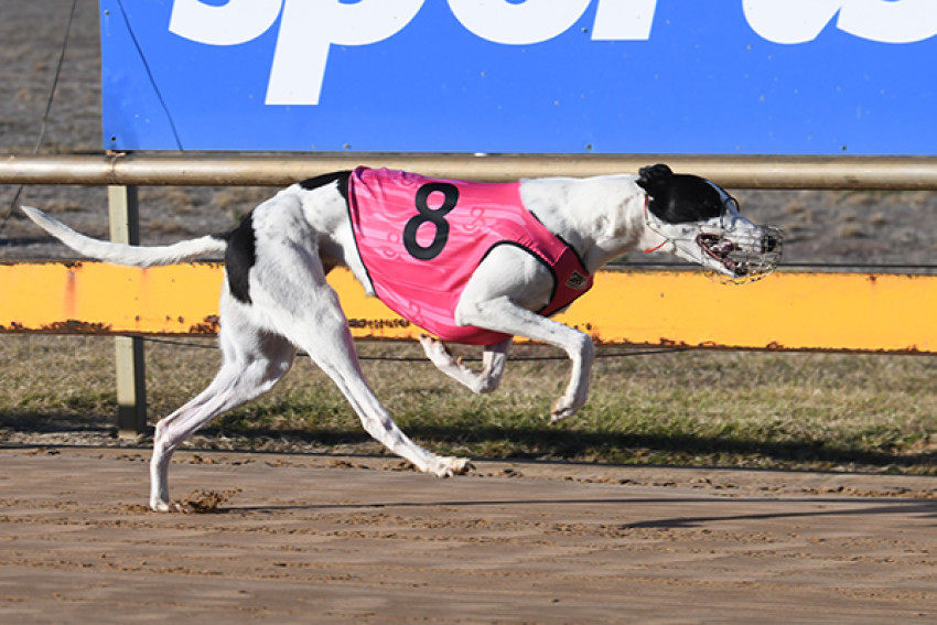 Pagoda Growler winning for Michael Callanan at Horsham on May 20.