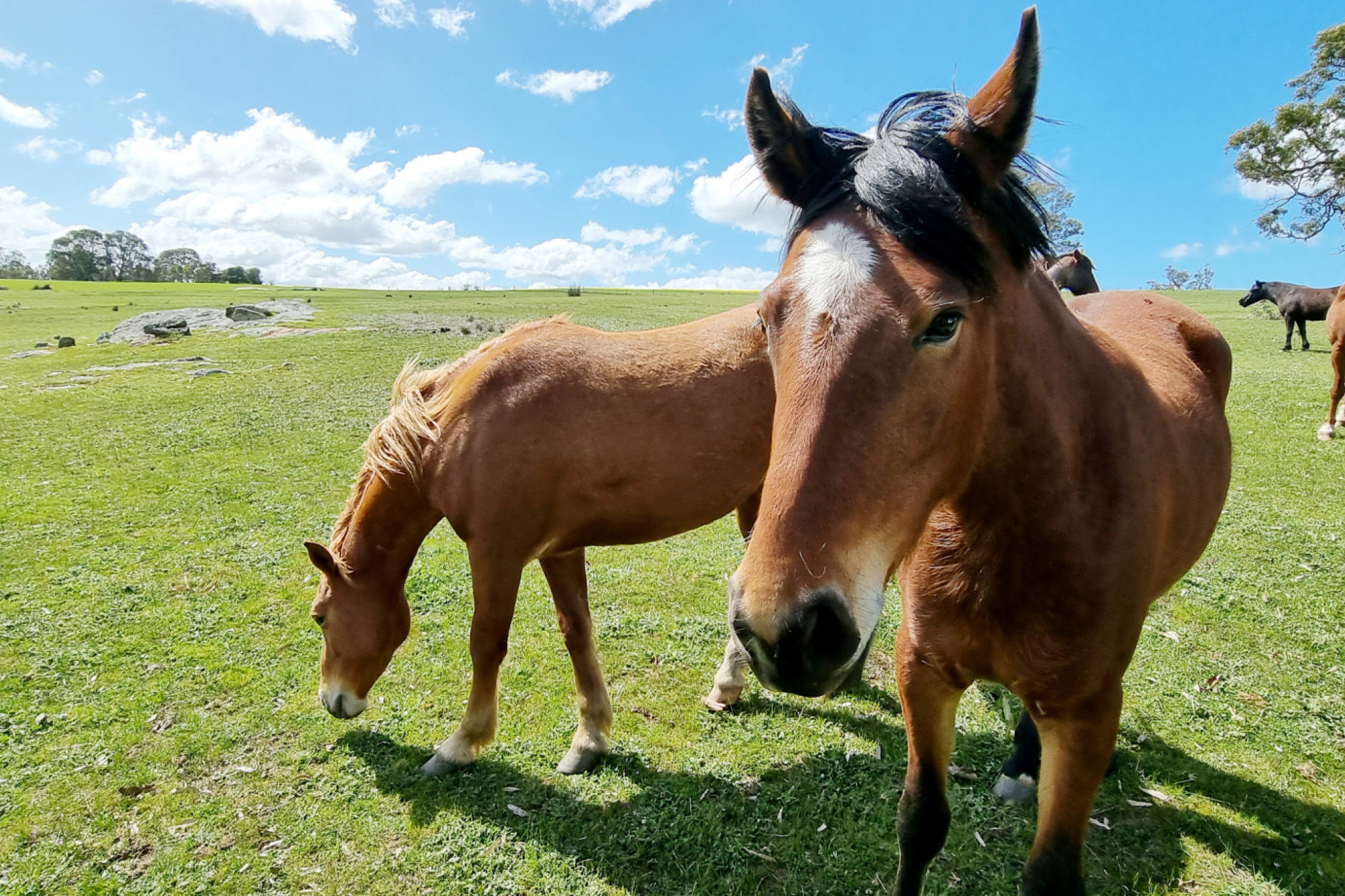 SINCE February, HOOFS2010 Inc. (Helping Our Old Friends Survive) has been setting up the Harrow property. WITH some of the horses destined for re-homing, sponsorship is available as part of a 25-30 year commitment for each. Every horse rehomed is microchipped, vaccinated and their DNA entered into the World Wild Horse database.