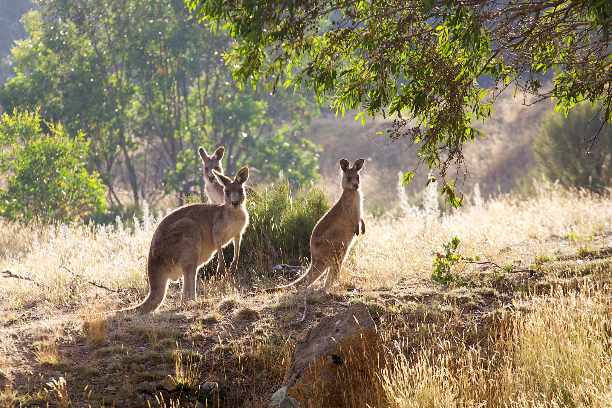 The Victorian government will manage the kangaroo population across the state.